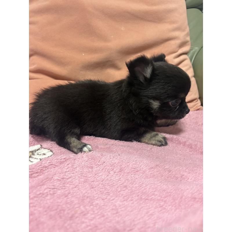 販売中の大阪府のチワワ(ロングコート)-425118の3枚目