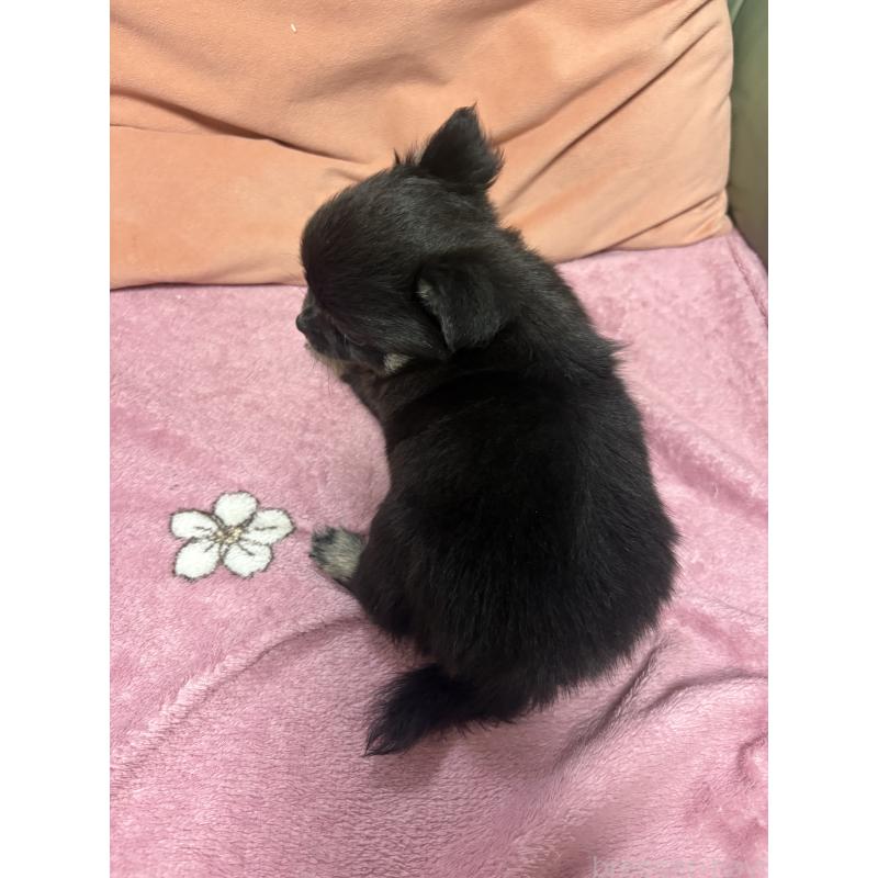 販売中の大阪府のチワワ(ロングコート)-425118の2枚目