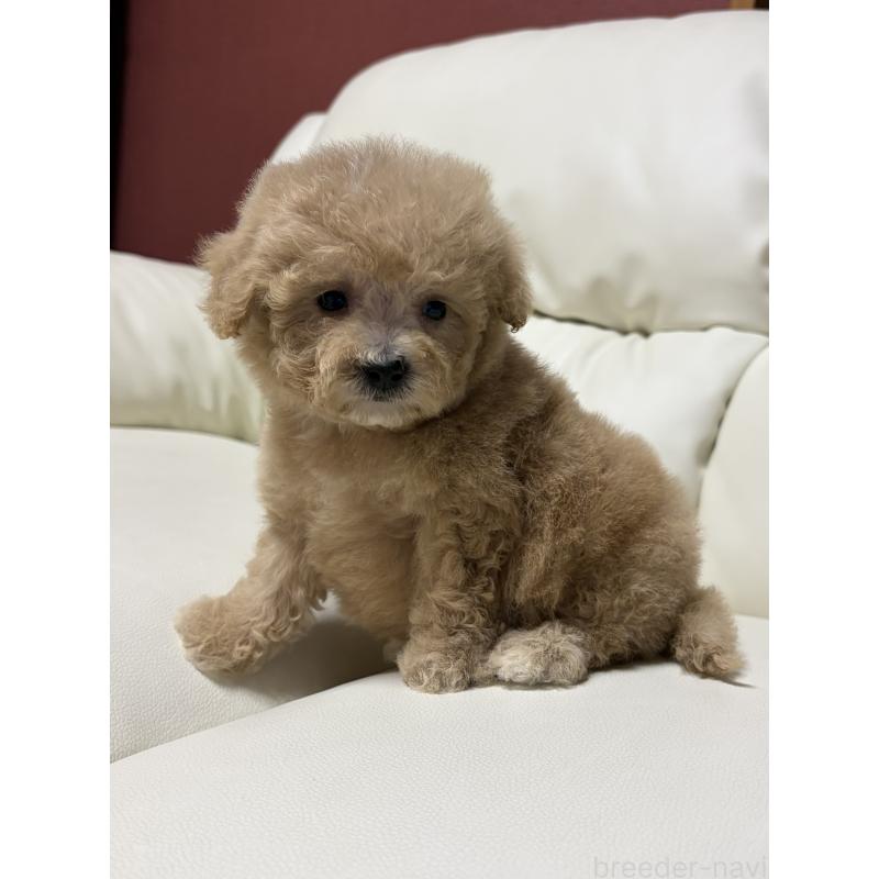 成約済の滋賀県のビションプー:ビションフリーゼ×トイプードル-421478の6枚目