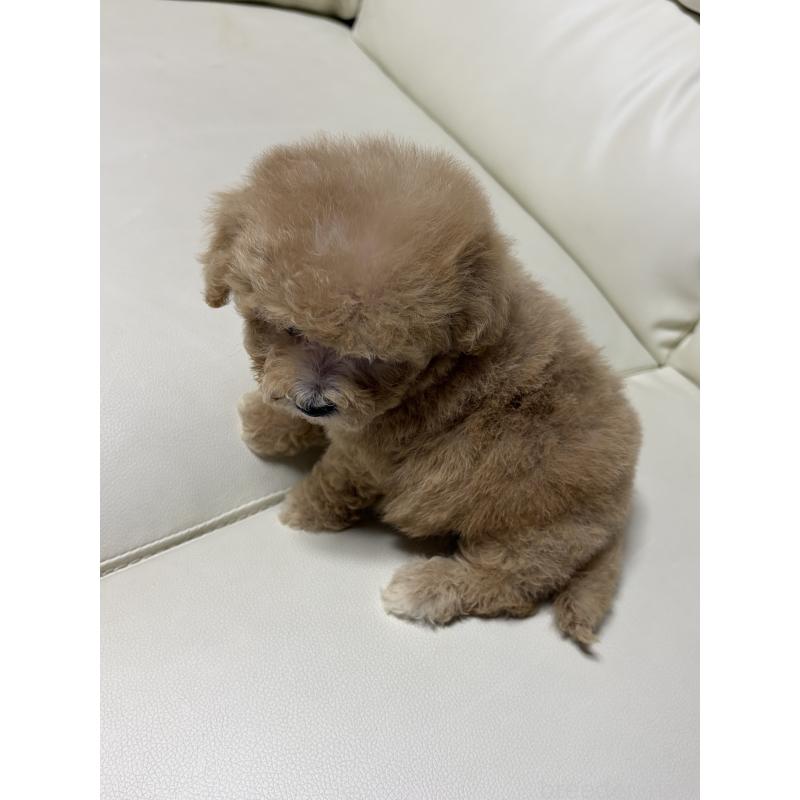 成約済の滋賀県のビションプー:ビションフリーゼ×トイプードル-421478の5枚目