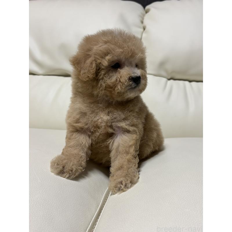 成約済の滋賀県のビションプー:ビションフリーゼ×トイプードル-421478の4枚目