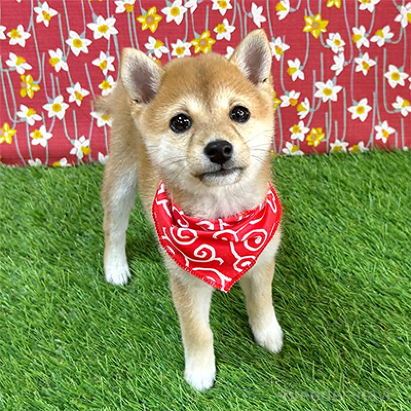 販売中の神奈川県の豆柴-425119