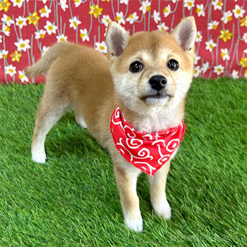 販売中の神奈川県の豆柴-425119の4枚目