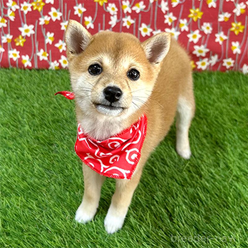 販売中の神奈川県の豆柴-425119の3枚目