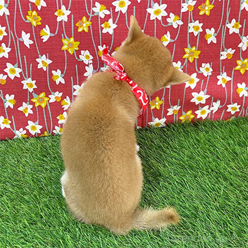 販売中の神奈川県の豆柴-425119の2枚目