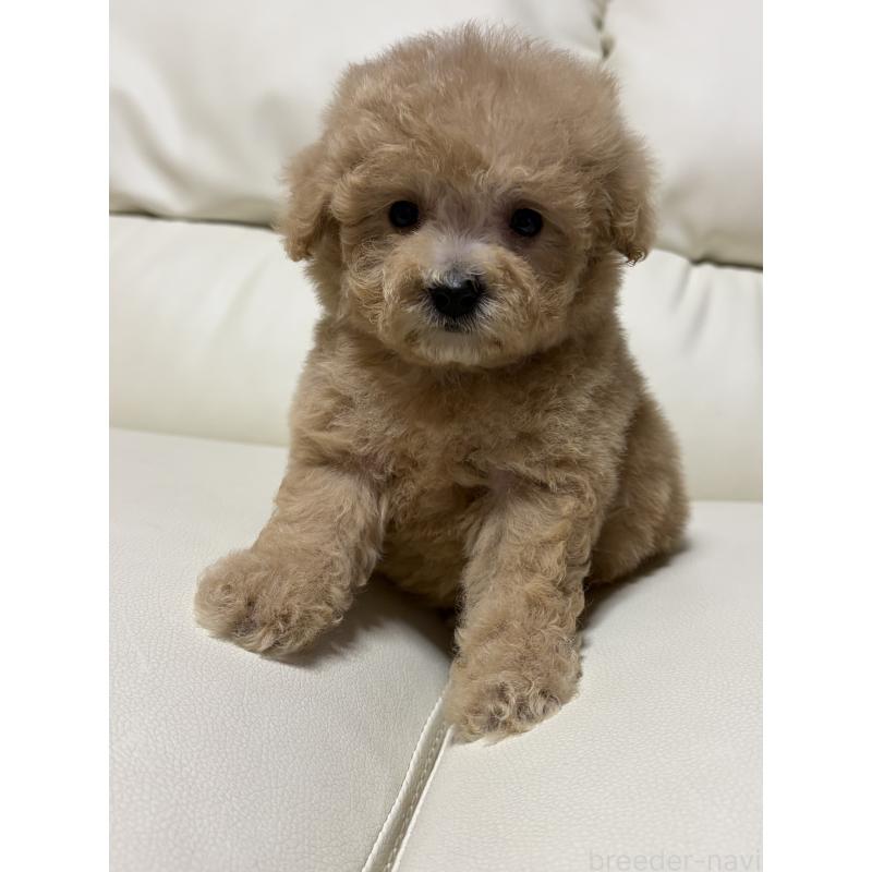 成約済の滋賀県のビションプー:ビションフリーゼ×トイプードル-421478の3枚目