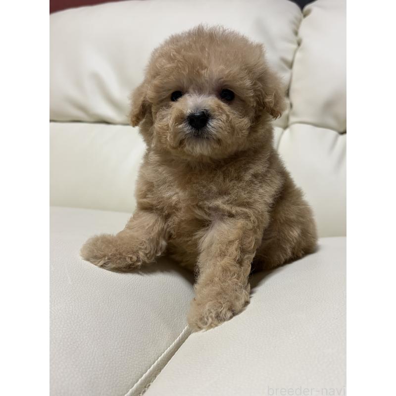 成約済の滋賀県のビションプー:ビションフリーゼ×トイプードル-421478の2枚目