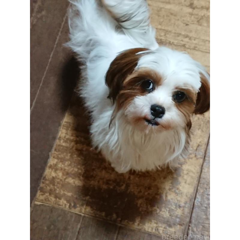 販売中の栃木県のマルシーズー:マルチーズ×シーズー-425120の1枚目