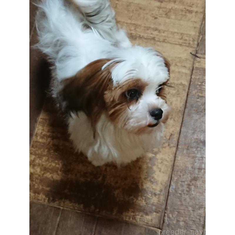 販売中の栃木県のマルシーズー:マルチーズ×シーズー-425120の2枚目