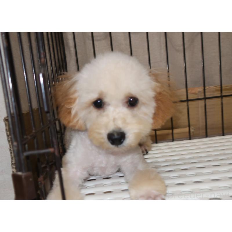 販売中の長崎県のトイプードル-412171の6枚目