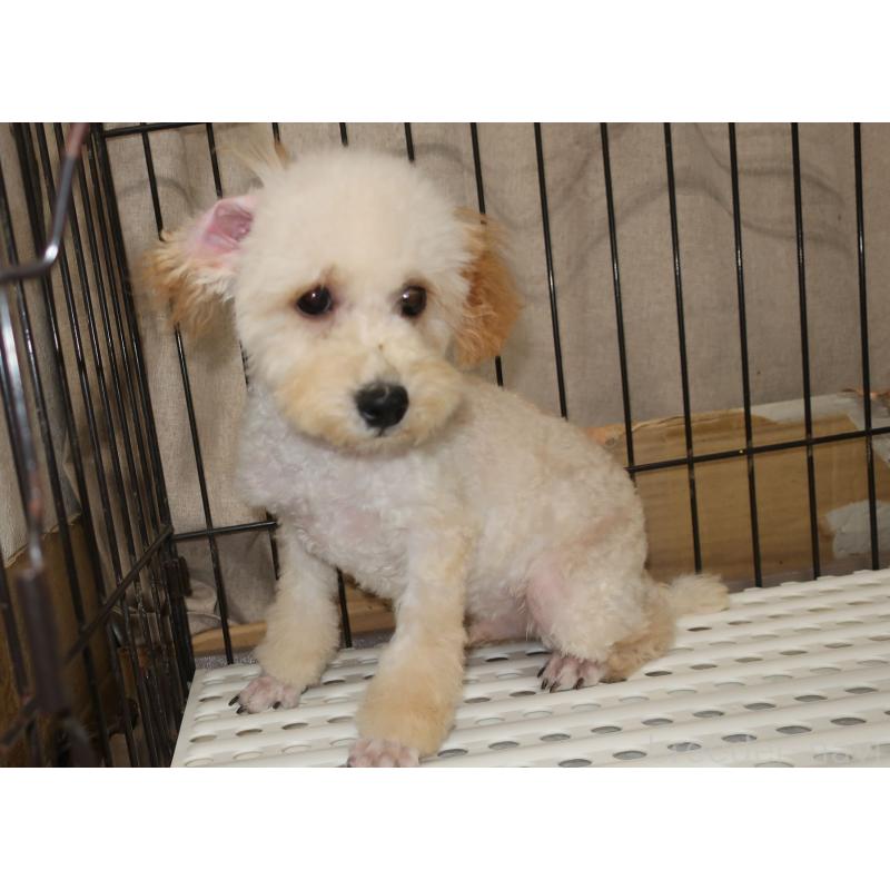 販売中の長崎県のトイプードル-412171の5枚目