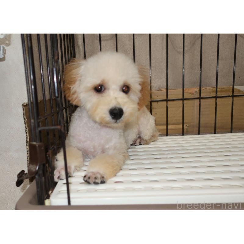 販売中の長崎県のトイプードル-412171の4枚目