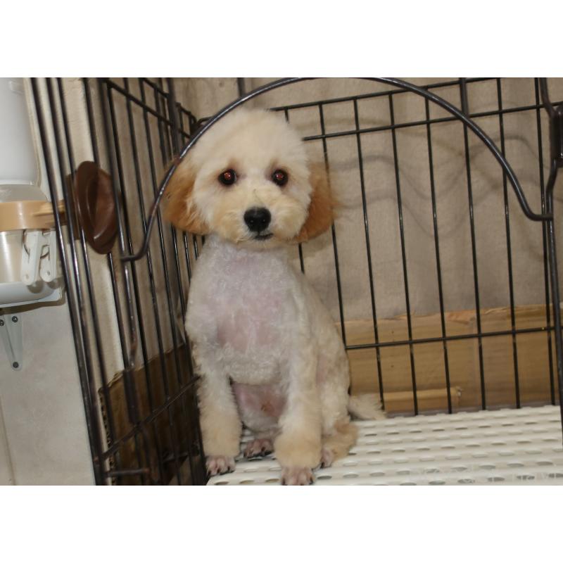 販売中の長崎県のトイプードル-412171の3枚目