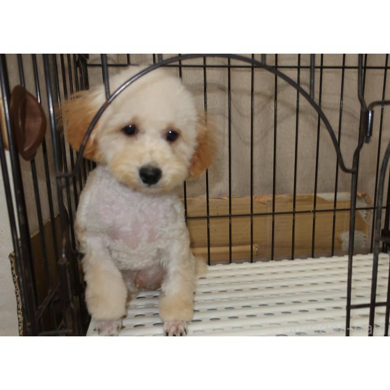 販売中の長崎県のトイプードル-412171の2枚目