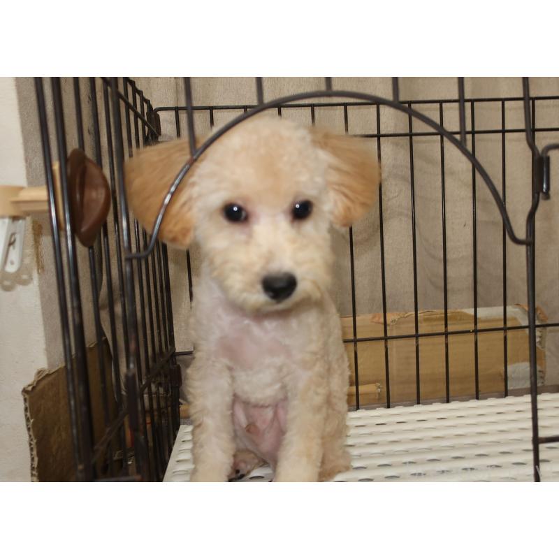 販売中の長崎県のトイプードル-412170の6枚目