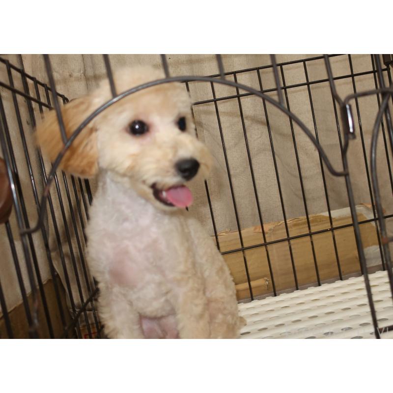 販売中の長崎県のトイプードル-412170の5枚目