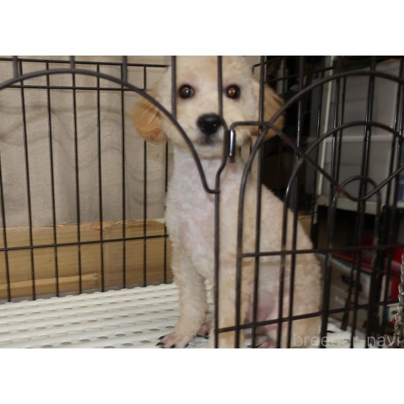 販売中の長崎県のトイプードル-412170の4枚目