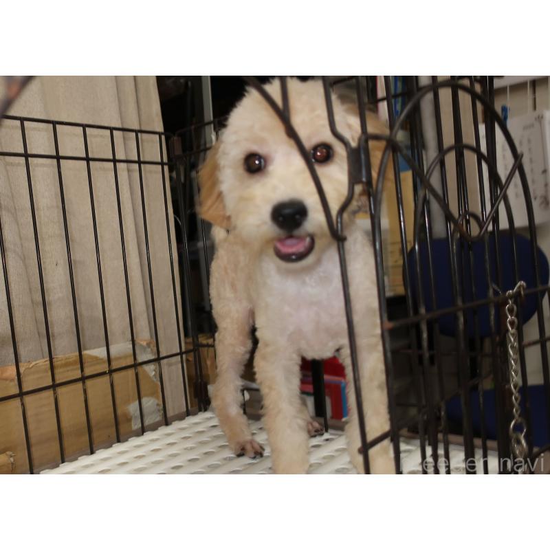 販売中の長崎県のトイプードル-412170の3枚目