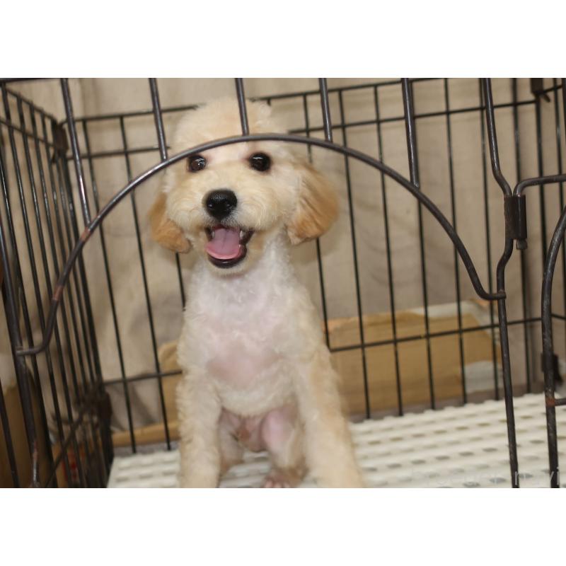 販売中の長崎県のトイプードル-412170の2枚目