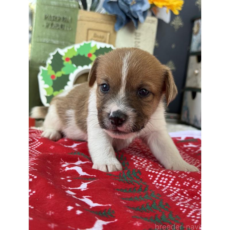 販売中の宮崎県のジャックラッセルテリア-425121の6枚目