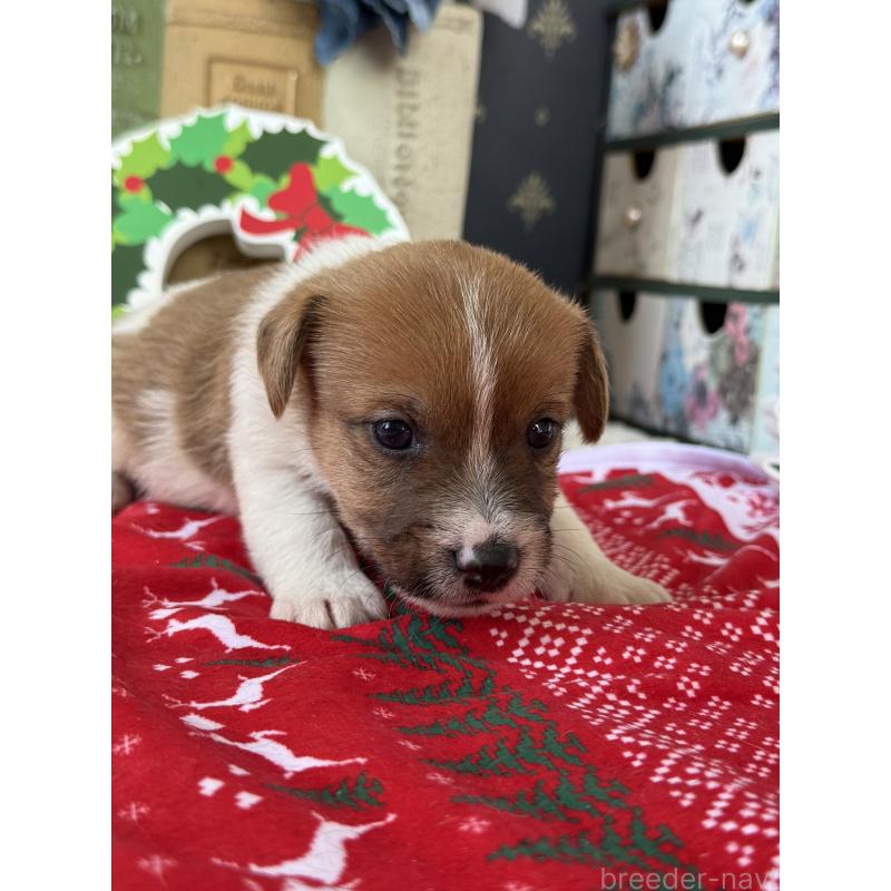 販売中の宮崎県のジャックラッセルテリア-425121の5枚目