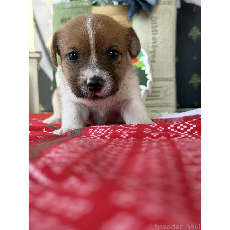 販売中の宮崎県のジャックラッセルテリア-425121の4枚目