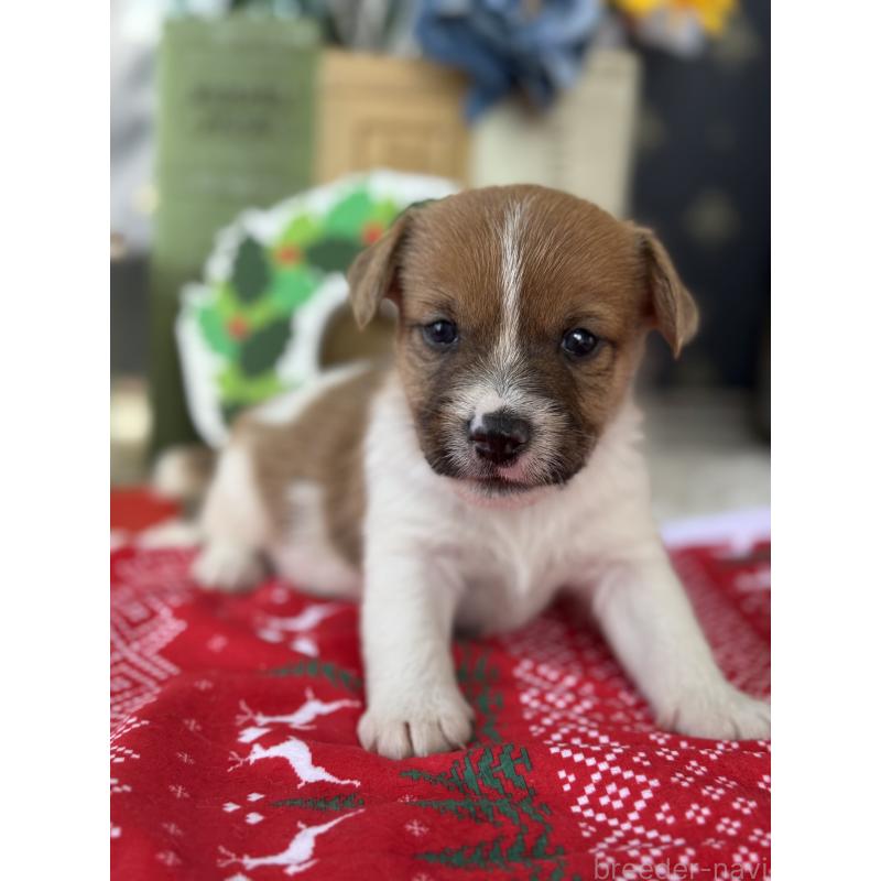 販売中の宮崎県のジャックラッセルテリア-425121の3枚目