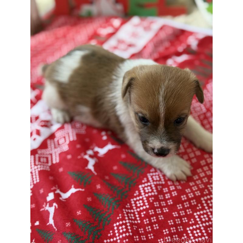 販売中の宮崎県のジャックラッセルテリア-425121の2枚目