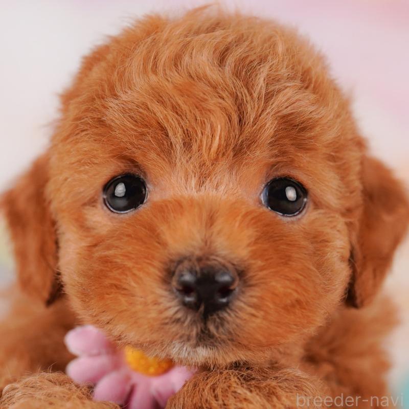 販売中の千葉県のトイプードル-425122