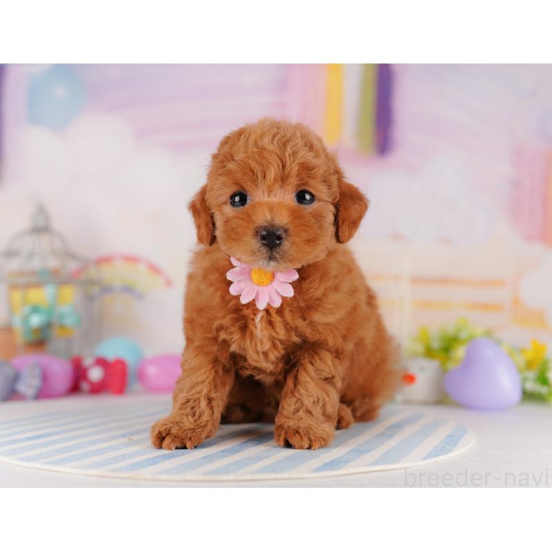 販売中の千葉県のトイプードル-425122の6枚目