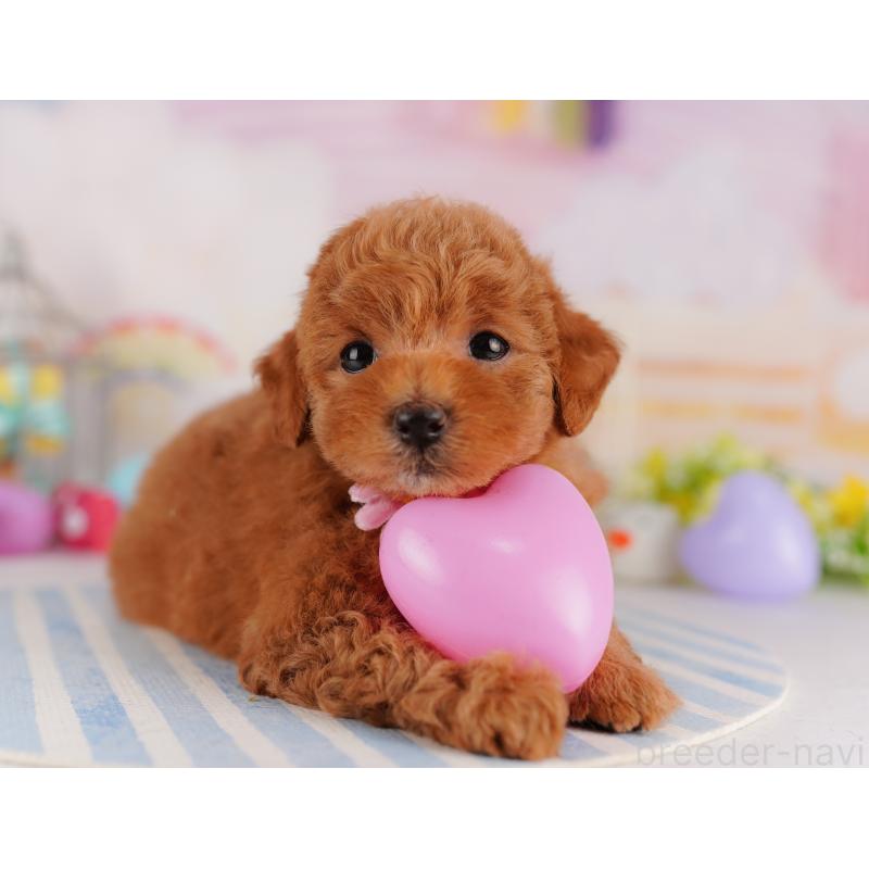 販売中の千葉県のトイプードル-425122の5枚目