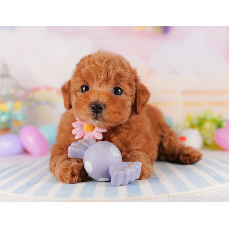 販売中の千葉県のトイプードル-425122の4枚目