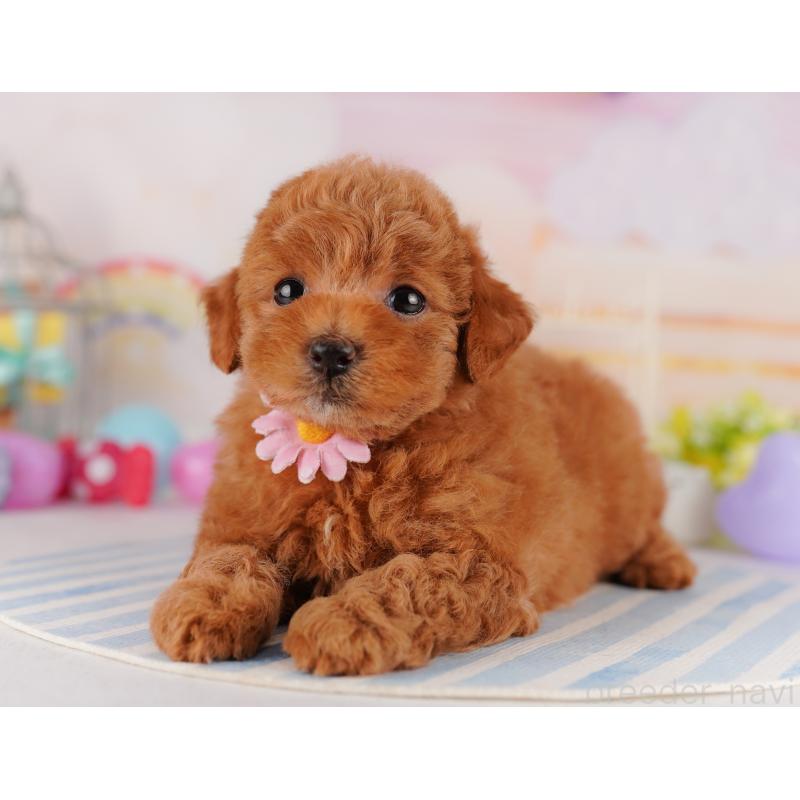 販売中の千葉県のトイプードル-425122の3枚目