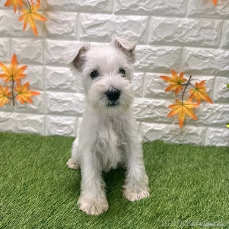 販売中の愛知県のミニチュアシュナウザー-419636