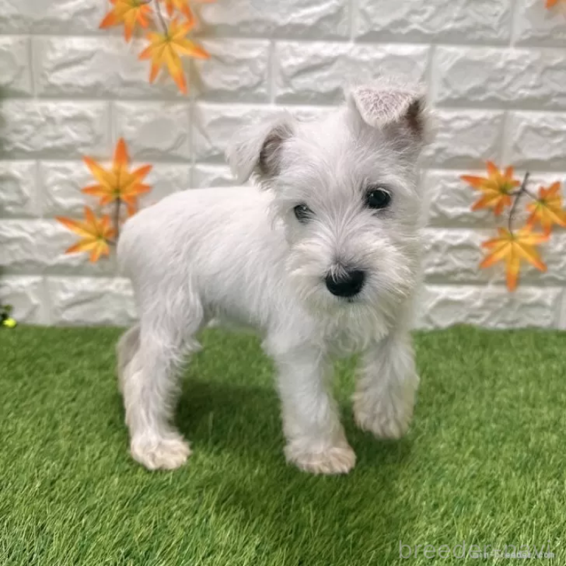 販売中の愛知県のミニチュアシュナウザー-419636の5枚目