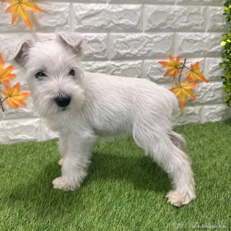 販売中の愛知県のミニチュアシュナウザー-419636の4枚目