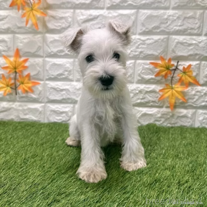 販売中の愛知県のミニチュアシュナウザー-419636の3枚目