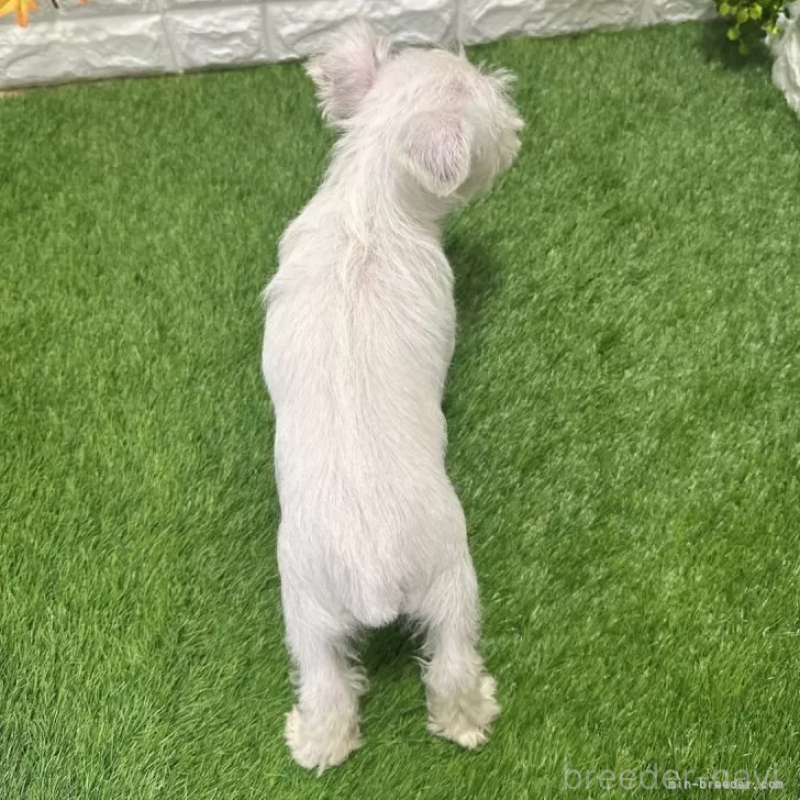 販売中の愛知県のミニチュアシュナウザー-419636の2枚目