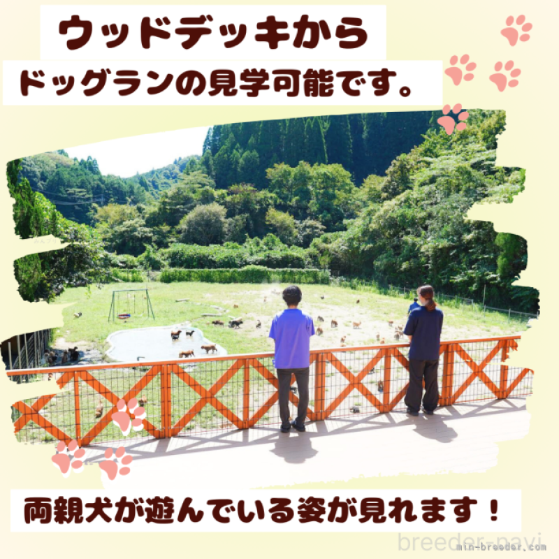販売中の千葉県のトイプードル-425123の8枚目