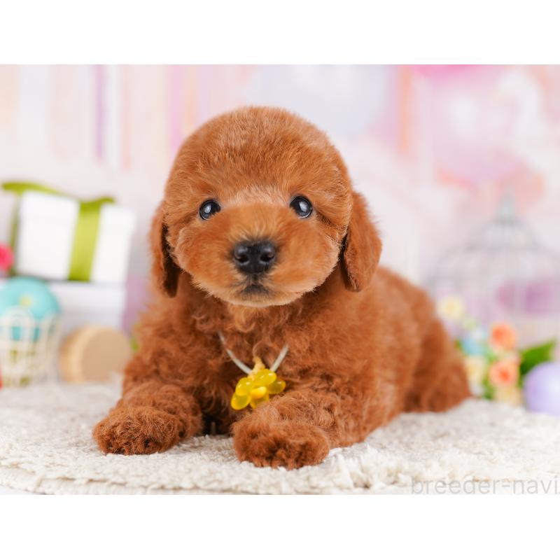 販売中の千葉県のトイプードル-425123の1枚目