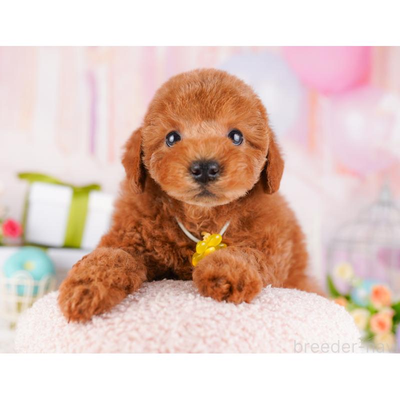 販売中の千葉県のトイプードル-425123の7枚目