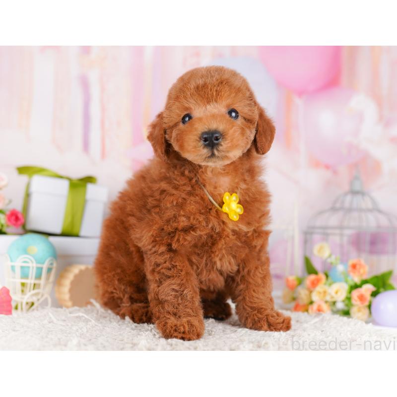 販売中の千葉県のトイプードル-425123の6枚目