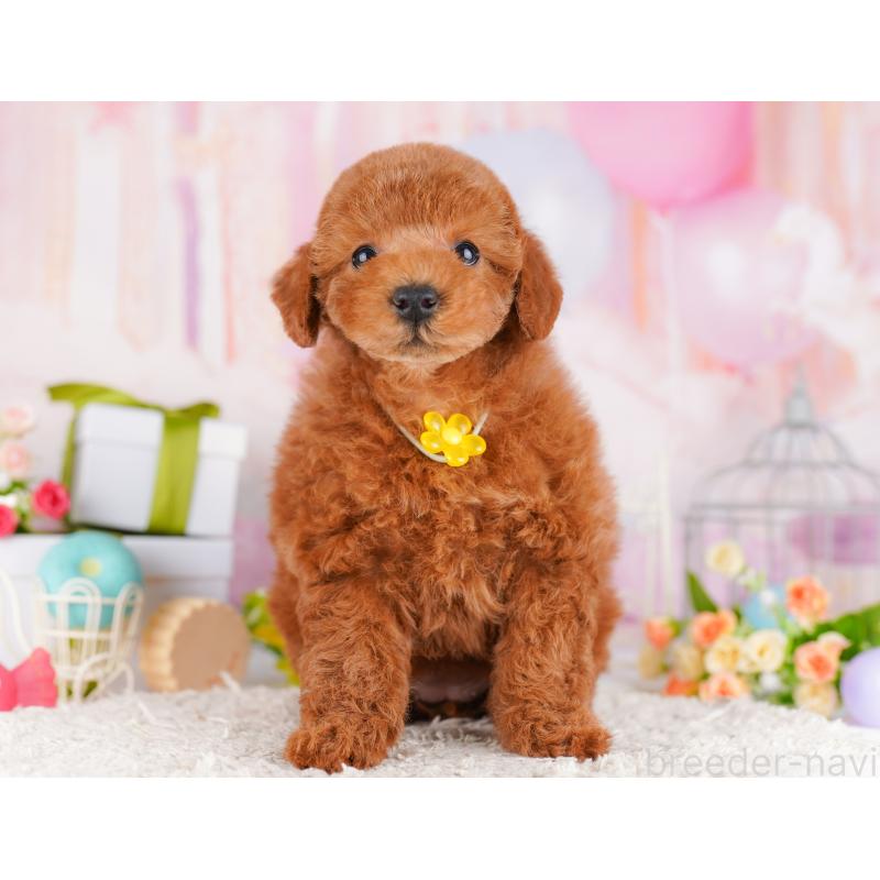 販売中の千葉県のトイプードル-425123の5枚目