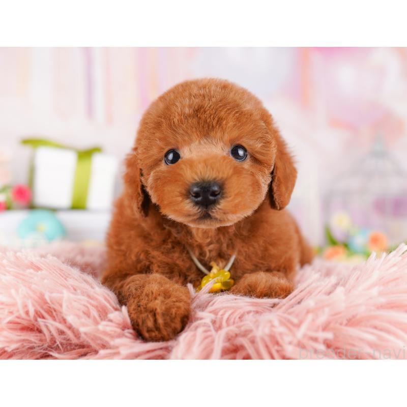 販売中の千葉県のトイプードル-425123の4枚目