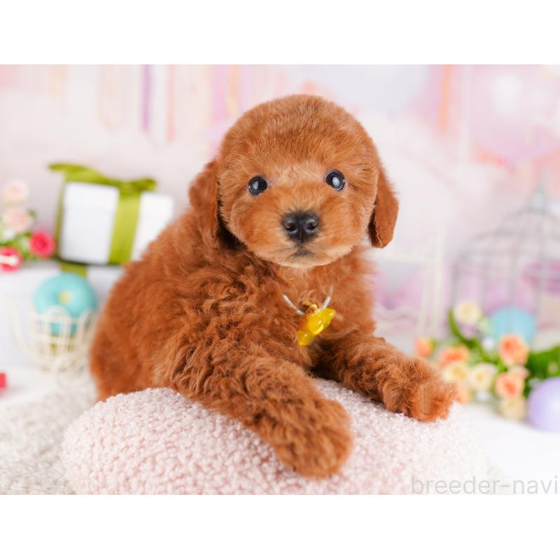 販売中の千葉県のトイプードル-425123の3枚目