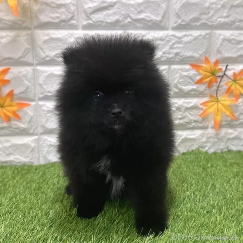 販売中の愛知県のポメラニアン-421798