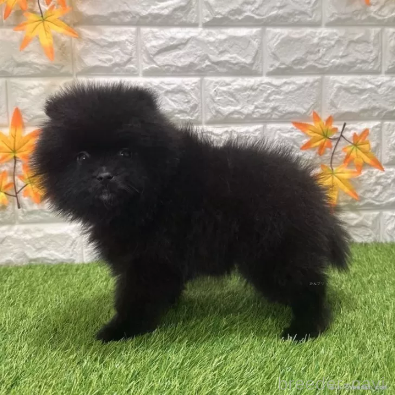 成約済の愛知県のポメラニアン-421798の5枚目