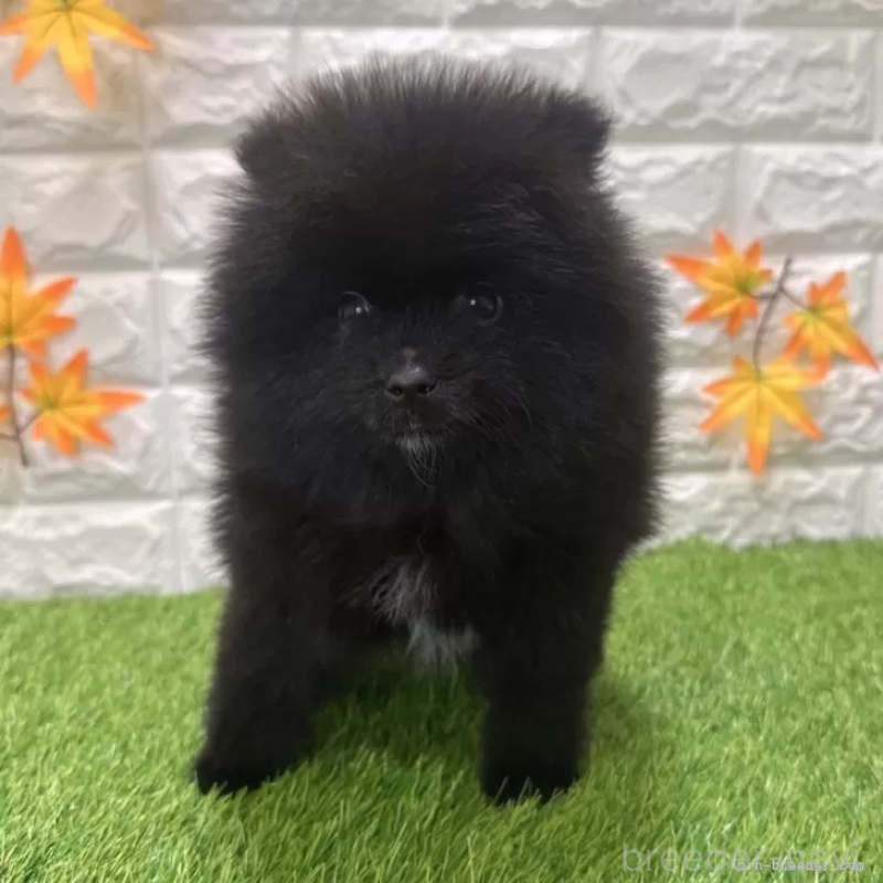 成約済の愛知県のポメラニアン-421798の3枚目