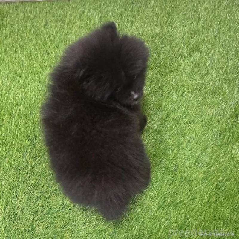 成約済の愛知県のポメラニアン-421798の2枚目