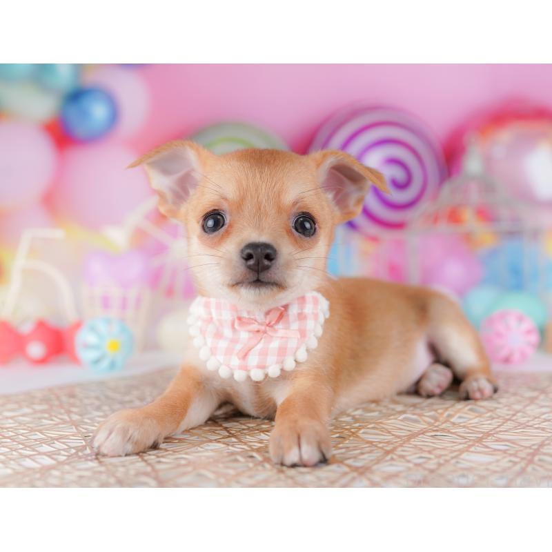 販売中の千葉県のチワワ(スムースコート)-425126の1枚目